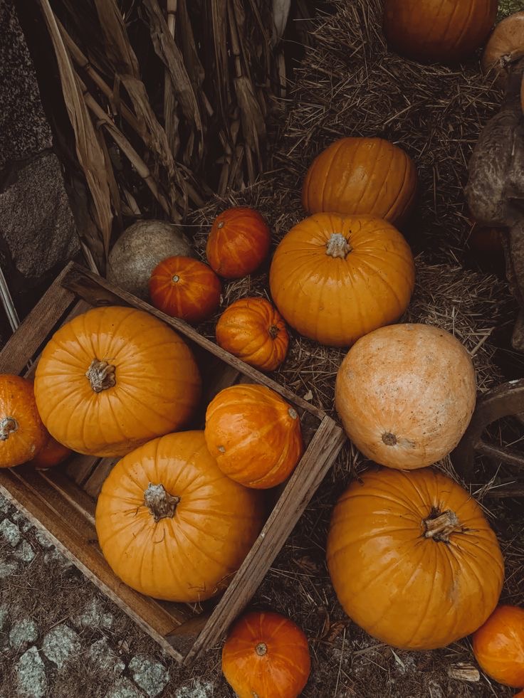 Pumpkin Cutie Facial