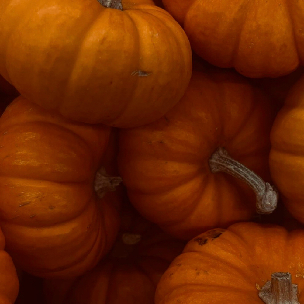 PUMPKIN PEDICURE 🎃🍂 at Katelynn's nail corner in youngstown, OH