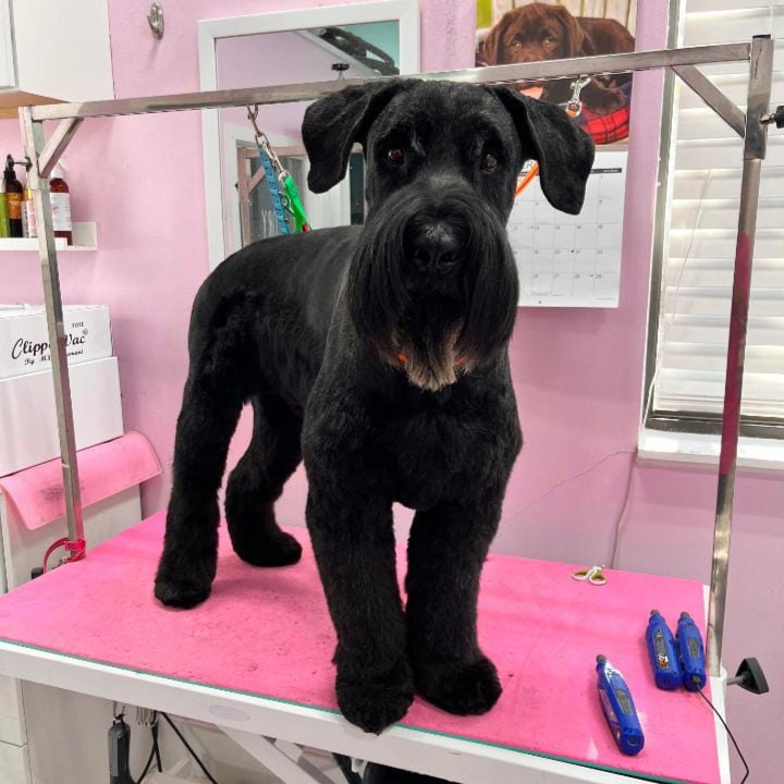 Large Doggy Full Haircut at Dog grooming by loreena and spa in Charlotte, NC