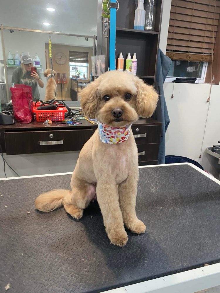 Medium Dog-Partial Groom