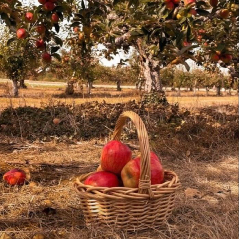 Apple Orchard Facial at Ivey Studio Suites in Vincennes, IN