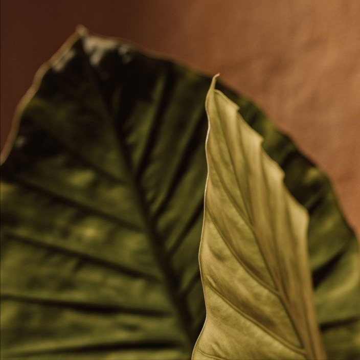 Somatic Massage • 60 Minute at Meraki Massage Therapy in Fort Collins, CO