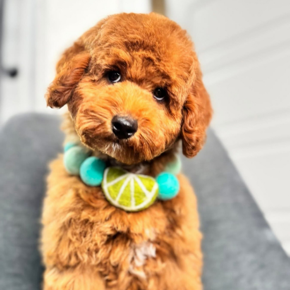 Puppy Groom 🫧 at The Shiny Puppy LLC in Royse City, TX