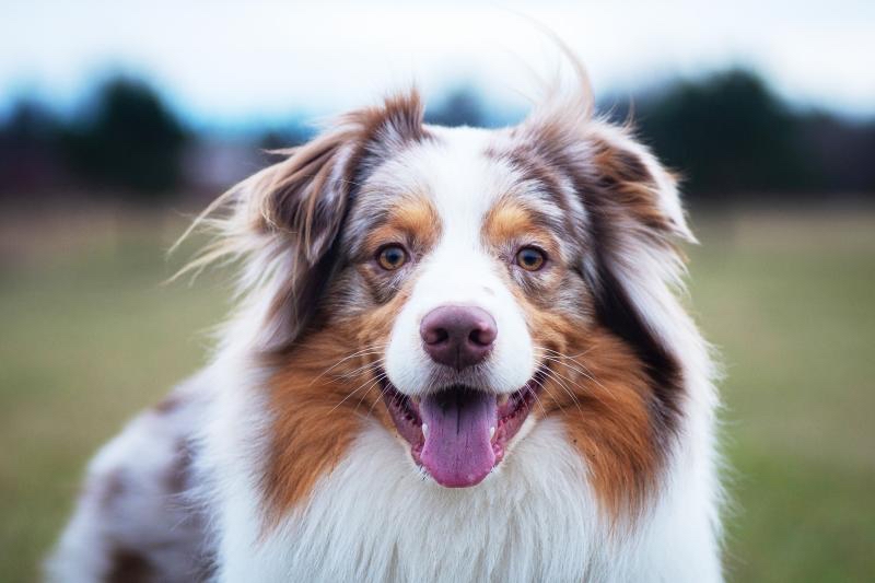 Australian Shepherd Bath