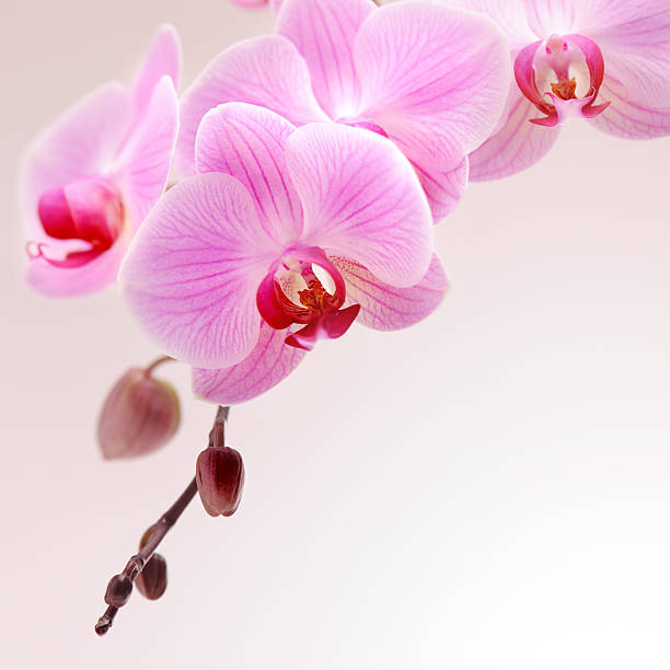 The Orchid