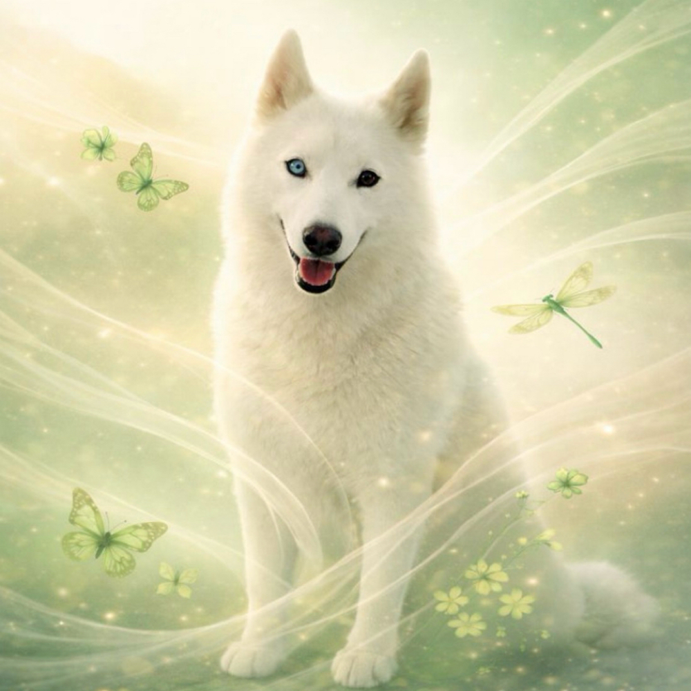 Sacred Paws — Canine Somatic Bodywo