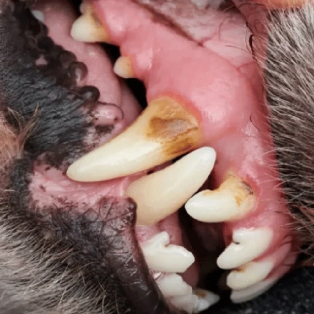 Large Dog Teeth Touch Up at Sparkling Smiles Doggy Dental Cleaning LLC in Tucson, AZ