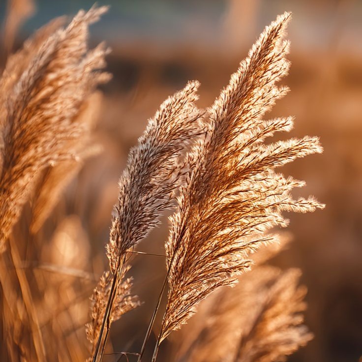 Signature Cut & Style Long Hair at Elysian Suite 116 @ The Encore Suites in Goodyear, AZ