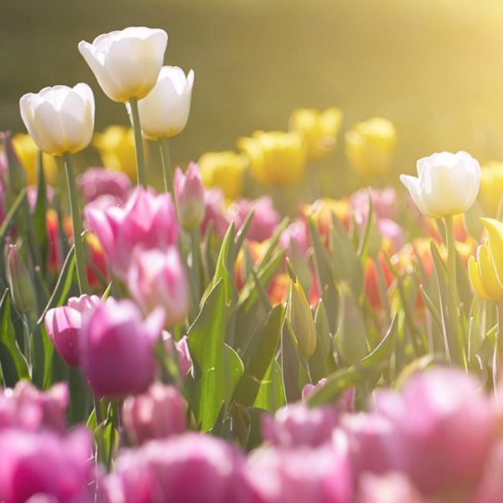 The Spring Refresh *MAY PROMO* at Ashley Leonard Esthetics in Largo, FL
