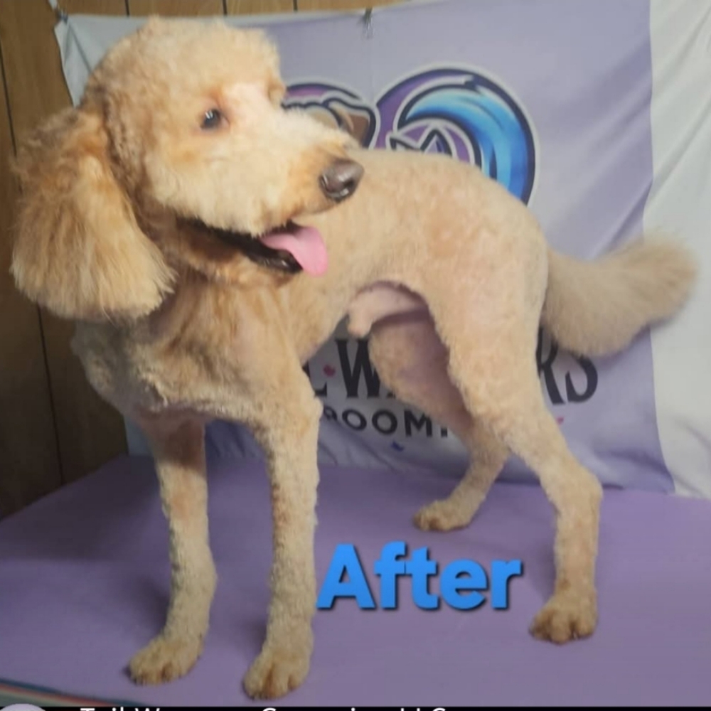 Medium Dog - Curly (Poodle/Doodle) at Tail Waggers Grooming LLC in Fort Worth, TX