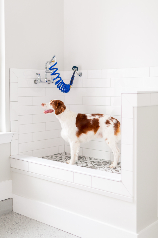 Pet Wash