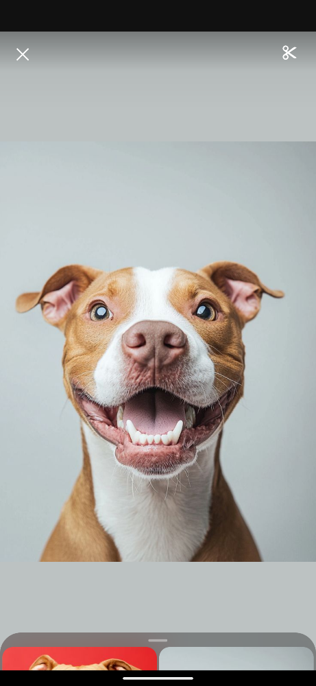 Doggie Teeth Brushing