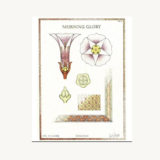 Morning Glory