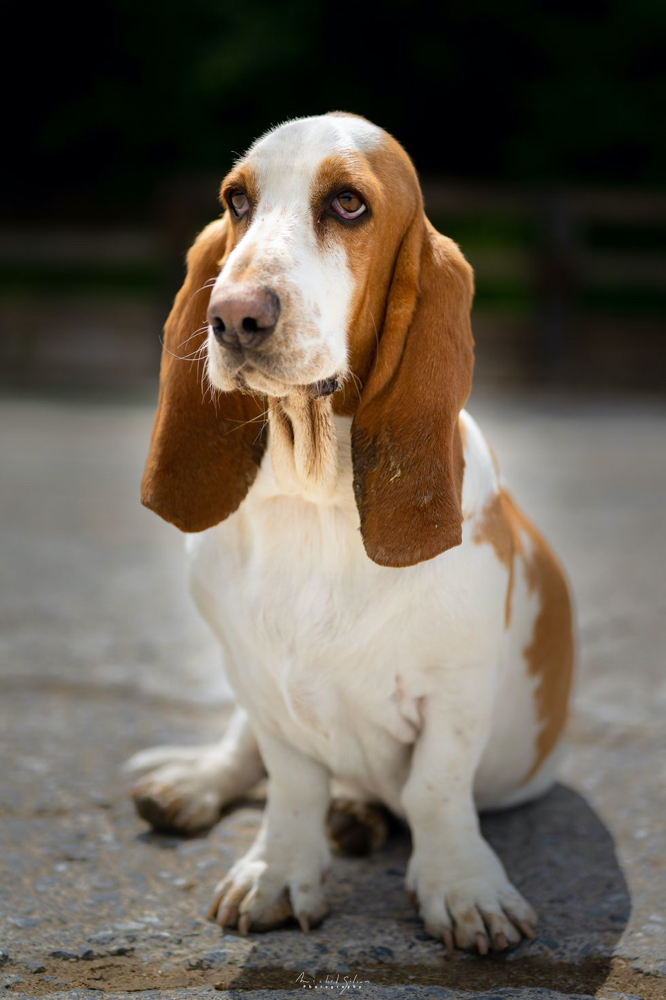 Bassett Hound Bath