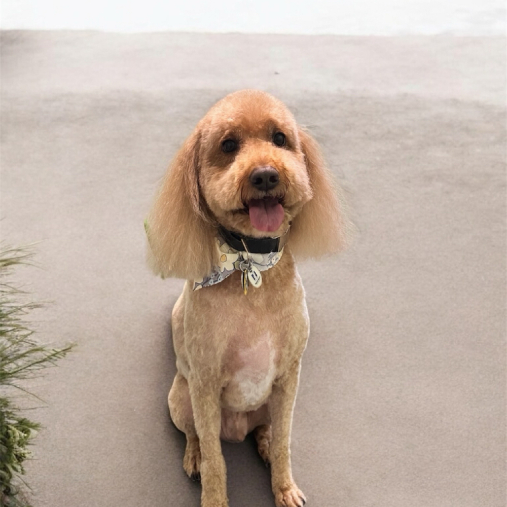 Xl Doodle/Poodle (89lbs+) at Pitzer’s Paws Grooming in Live Oak, FL