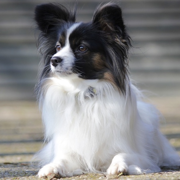 Papillon BBN at The Groom Room in Hope Mills, NC