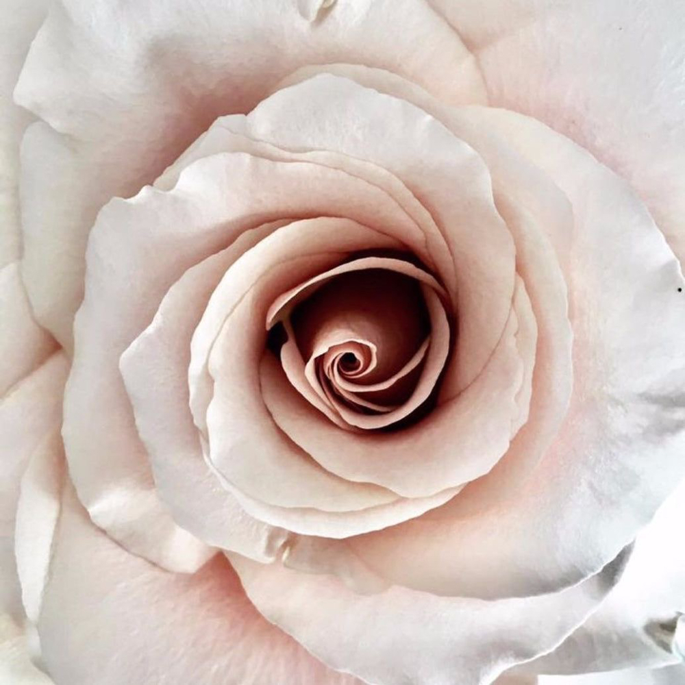 Rose Facial