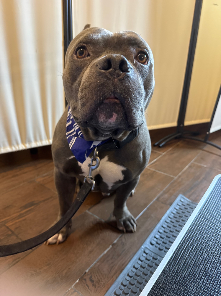 Full Groom (Medium Dog)