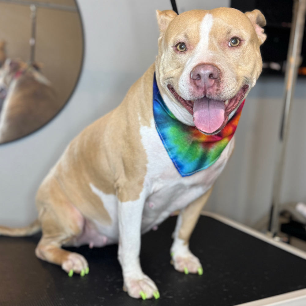 Full Groom (Medium Dog) at Bark All Day Daycare & Grooming in Oklahoma City, OK