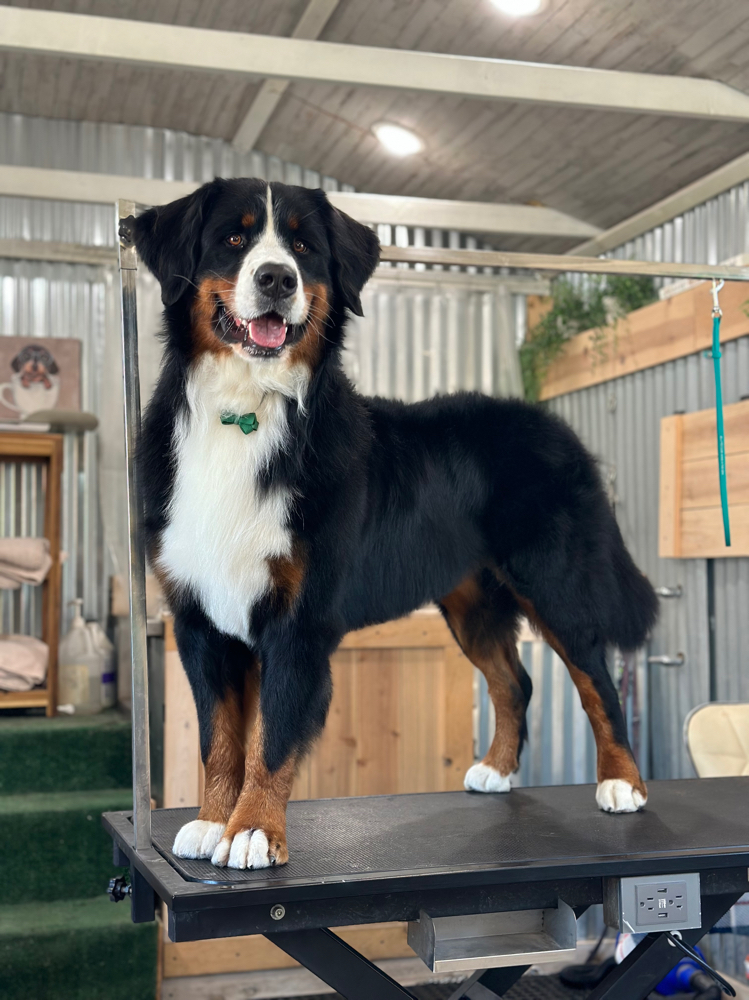 Large Pup Bath & Blowdry