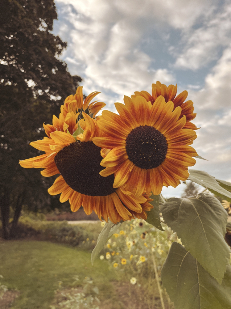 Balayage at Jordan Eliza in Benton, ME