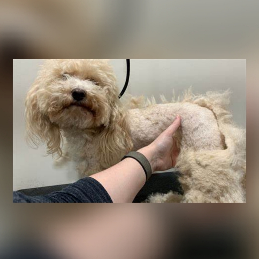 Matted Dogs at Paw-fection Dog Grooming in Coalinga, CA