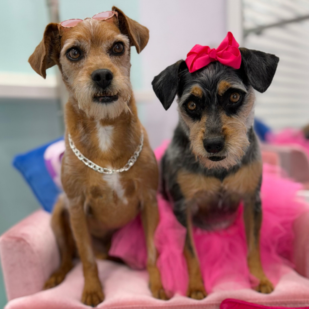 Small/Medium Doggy Full Bath at Dog grooming by loreena and spa in Charlotte, NC