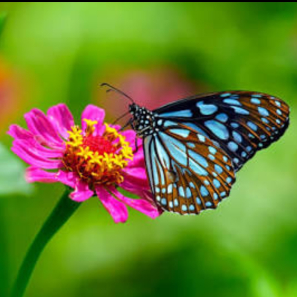 Transformational Life Coaching at Sublime Lotus Holistics in Seymour, IN