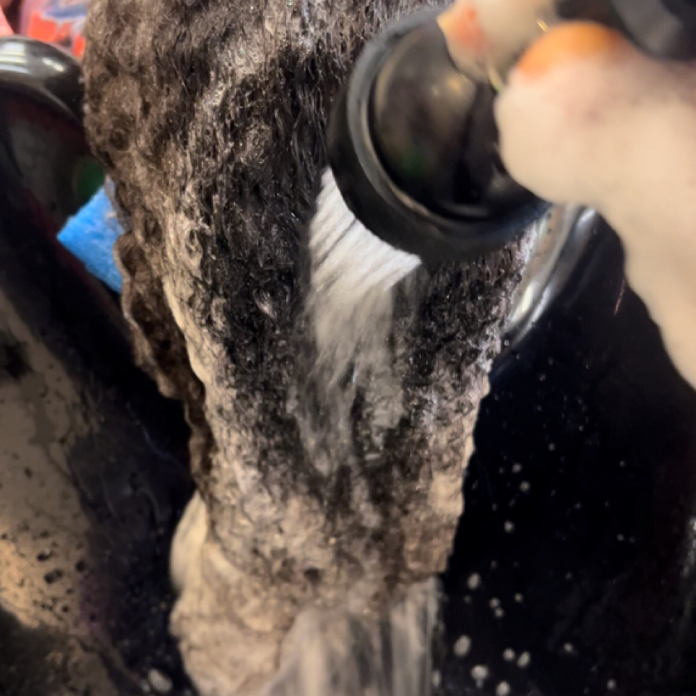 Alita’s Kitchen Cleaning at NY 2 QC Kutz in Charlotte, NC