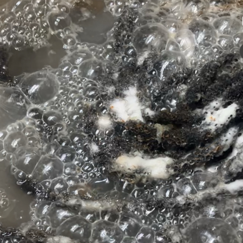 Loc Detox & Revive Package at J.Marie's Locz And Keyz LLC in Dudley, GA