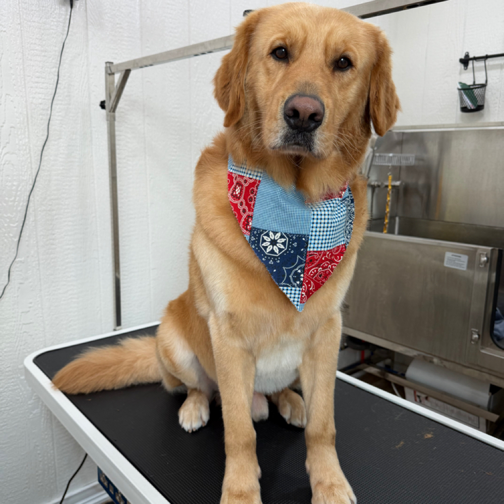 XL 81+ lbs Full Groom at Wagnolia Grooming Studio in Weslaco, TX
