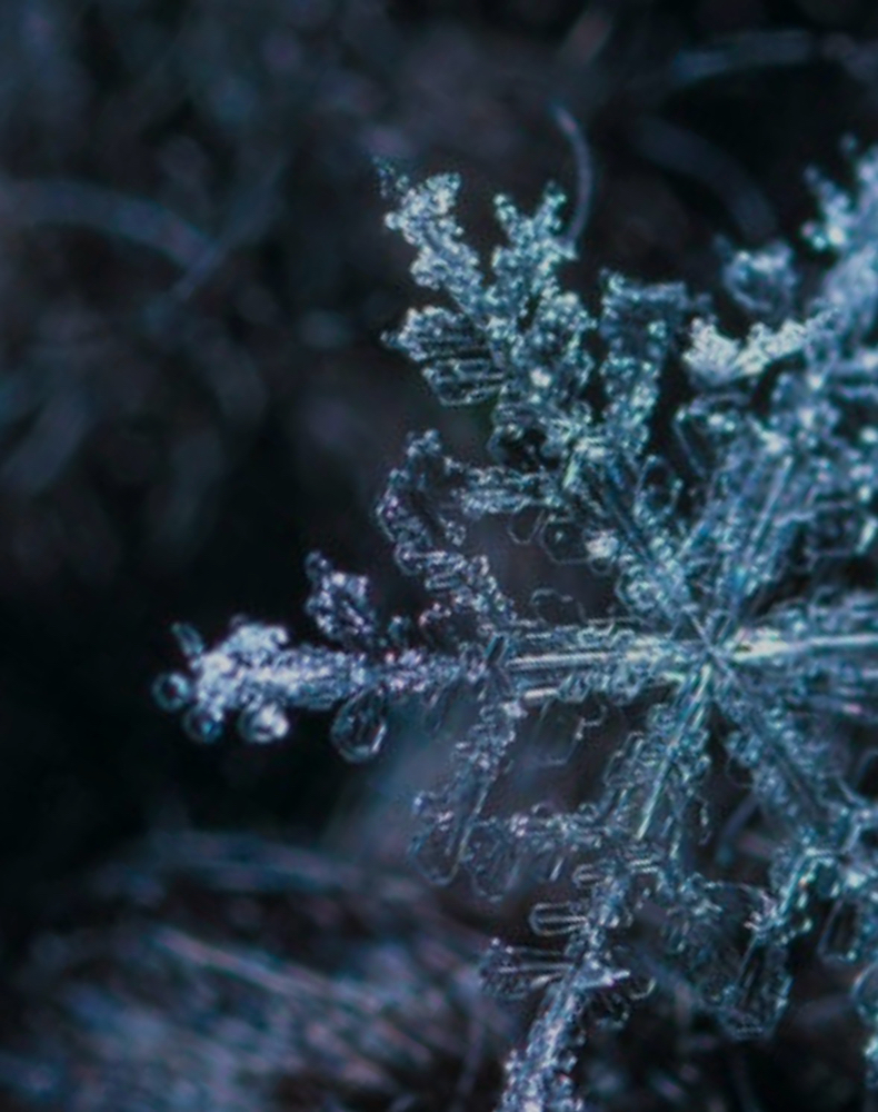 Winter Glow & Grow Special