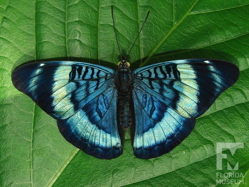 Panacea prola- Prola Beauty at Spectrum Ink Tattoo Studio in Mount Vernon, WA