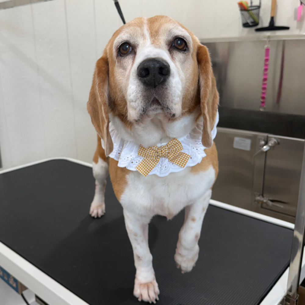 Medium 21-50lbs Bath at Wagnolia Grooming Studio in Weslaco, TX
