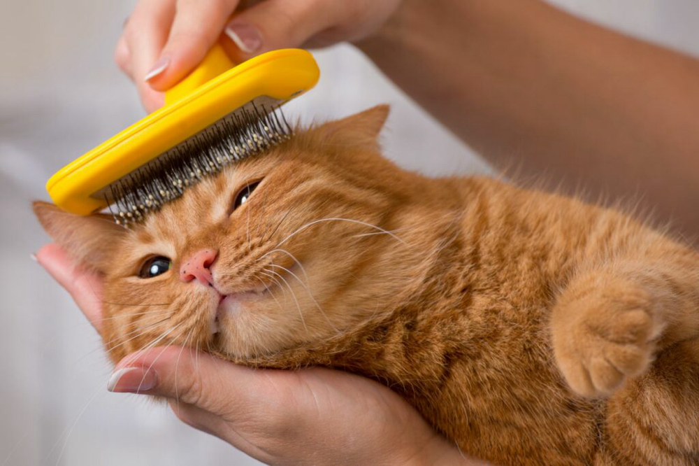 Cat Bath