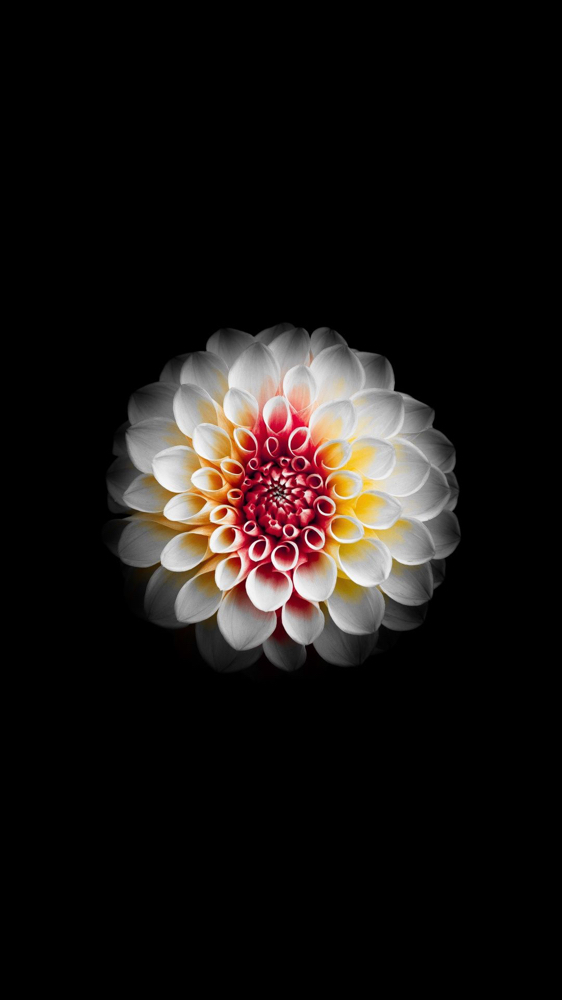 Root Retouch