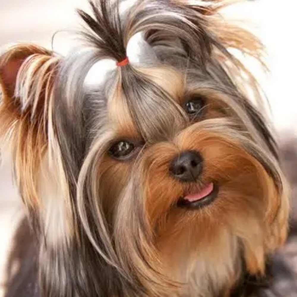 Yorkie/Yorkie-Poo at Saltypaw Dog Grooming in Kalama, WA