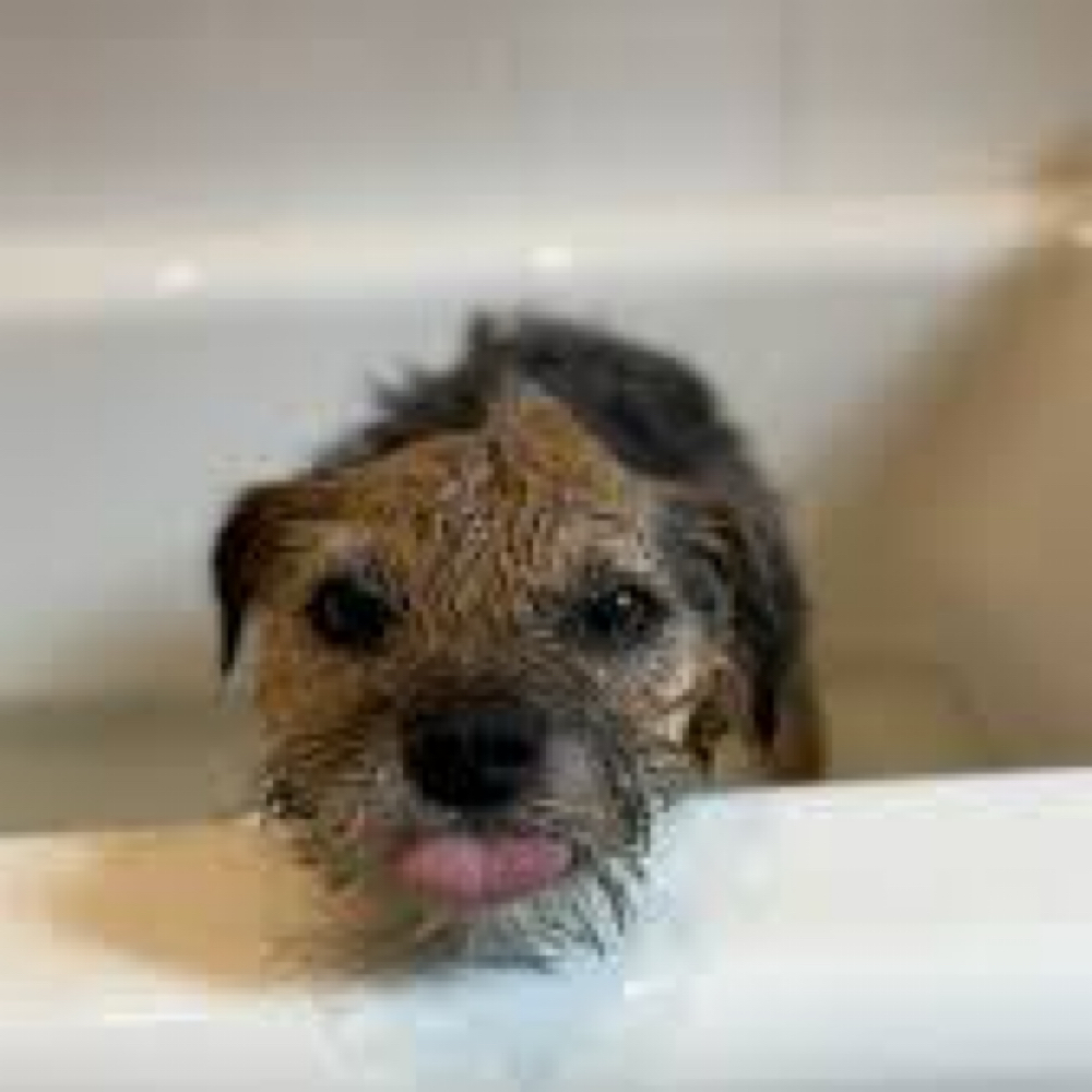 Border Terrier at The Groom Room in Hope Mills, NC