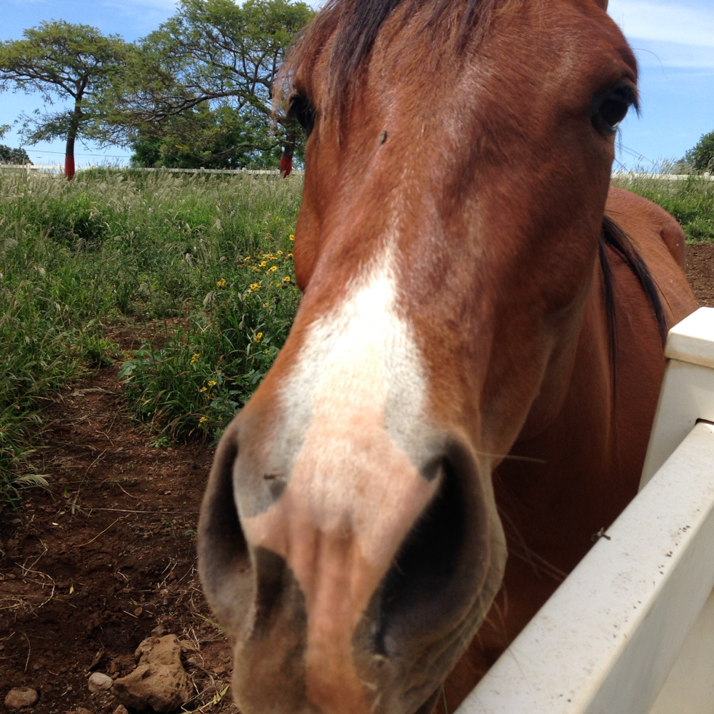 Horse Drawn Carriage Treatment