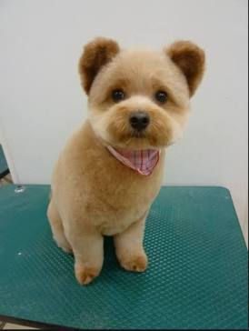 Full Service Small Breed