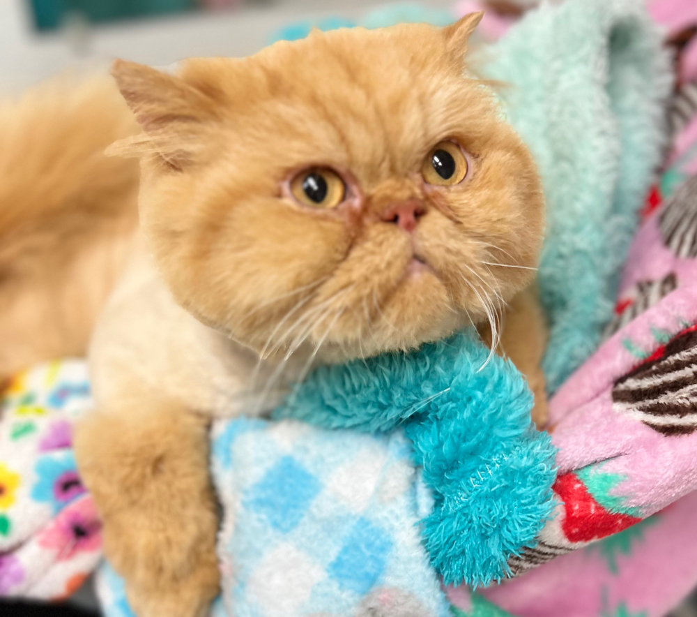 Custom Lion Cut!