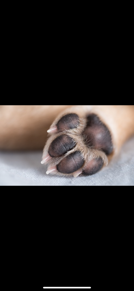 Paw Balm Massage at Tidy Toes Pet Care LLC in Dianavc, DC