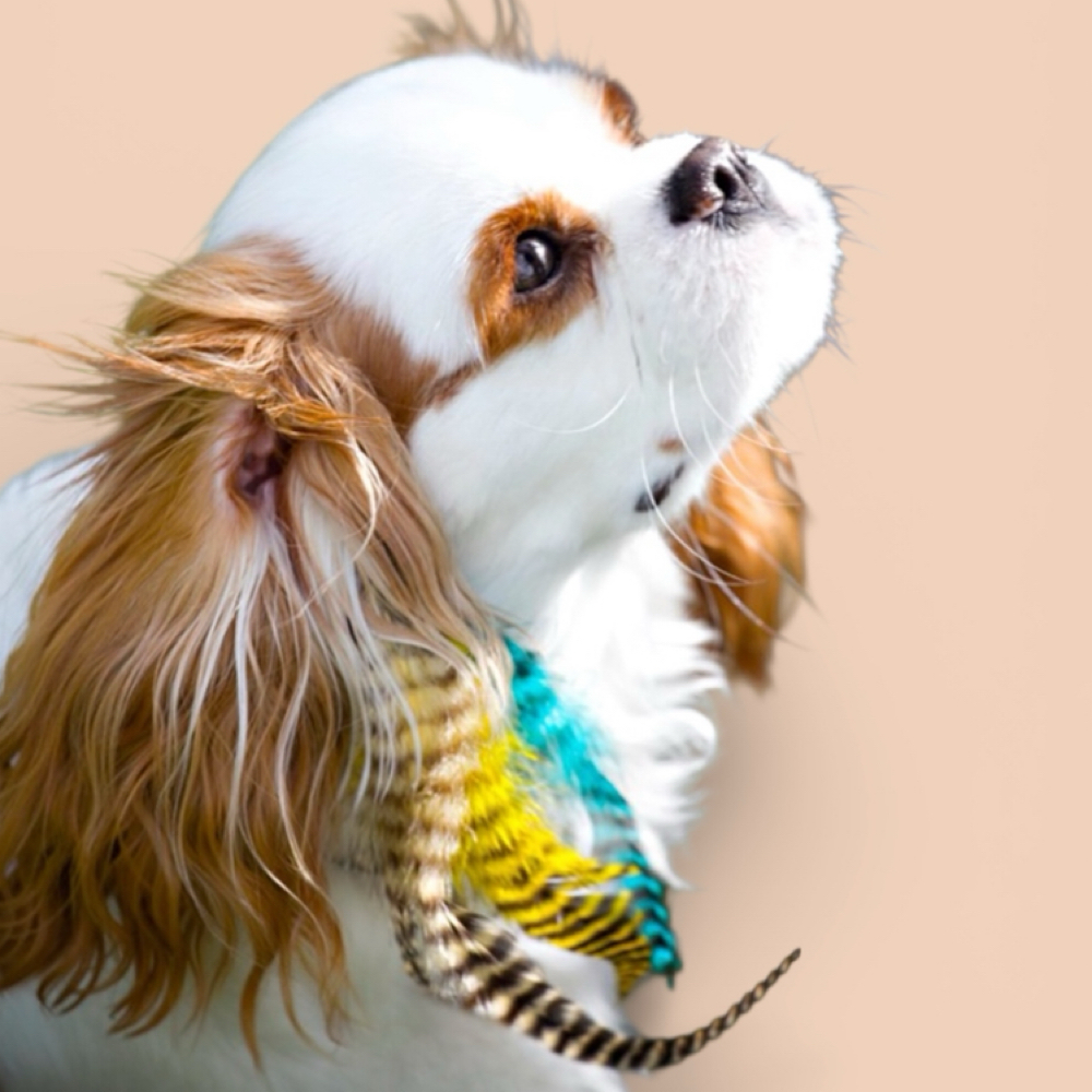 Feather Extensions at The Pet BOOtique in Carrollton, TX
