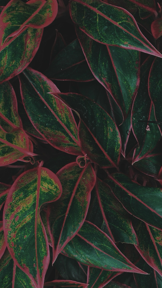 LEGS (HALF) at SLICKED in Lufkin, TX