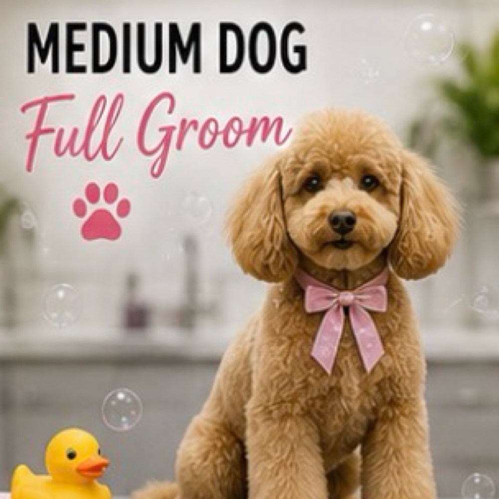 Medium Dog Full Groom at Pampered Pups By Helen in Chino Hills, CA