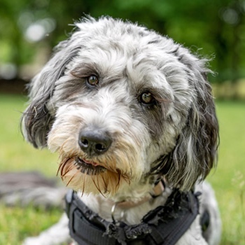 Aussiedoodle BBN at The Groom Room in Hope Mills, NC