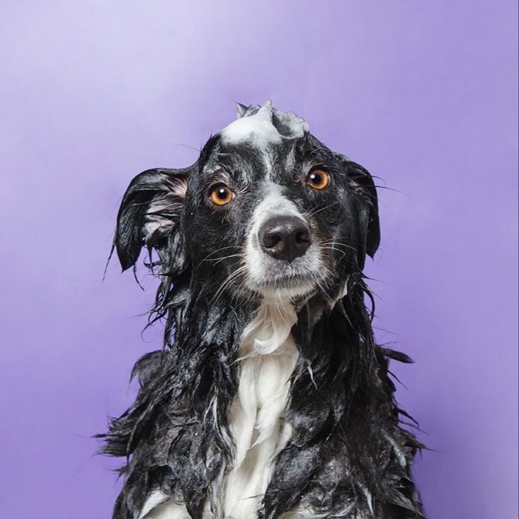 Doggy Simple Bath at Fluff Studio LLC in Masontown, PA
