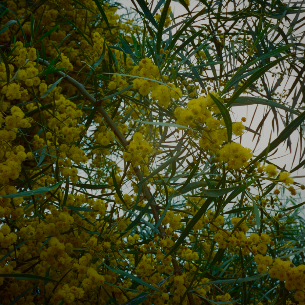 Express Colour at roxy mrqz in Chula Vista, CA