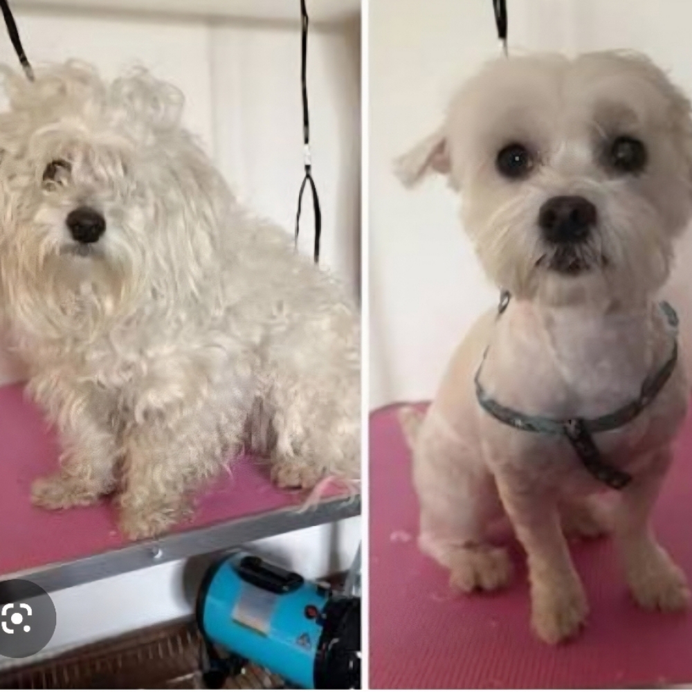De-Matting Treatment at Tail Waggers Grooming LLC in Fort Worth, TX