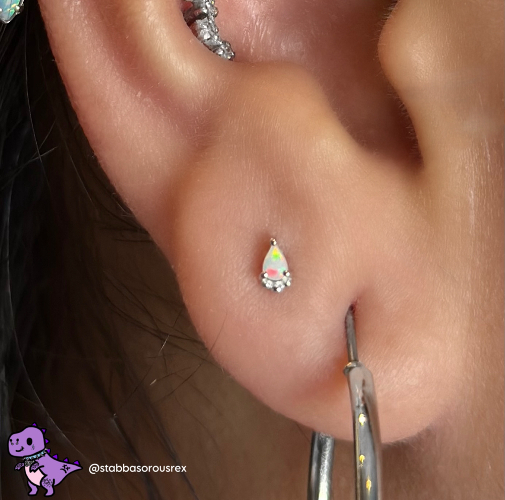 Set Of Lobes (age 7+)